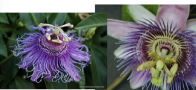 <p>The common name for Passiflora is passion flower, known for its distinctive flowers and edible fruits. </p>