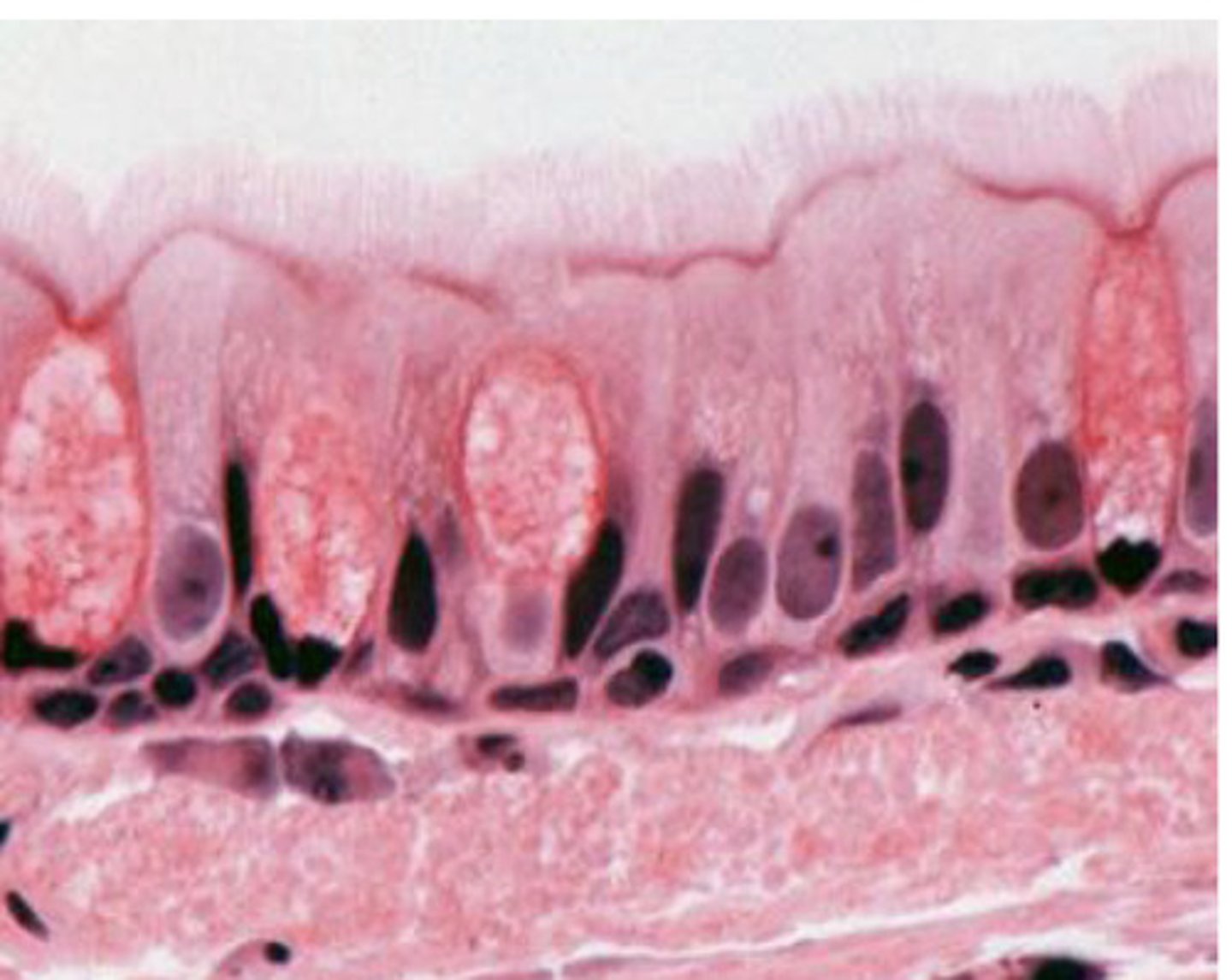 knowt flashcard image
