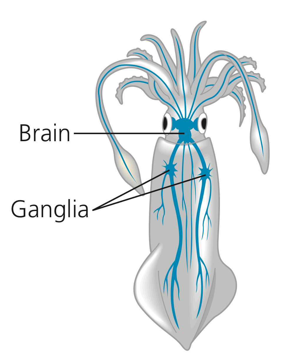 <p>The activities of these animals are somewhat more complex, and the best way to put it is that these animals benefit from their nervous system, which is cephalized.</p>