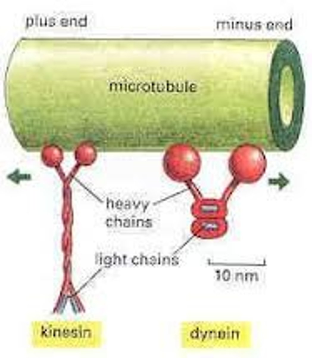 <p>specialized proteins that use energy to change shape and move cells or structures within cells</p>
