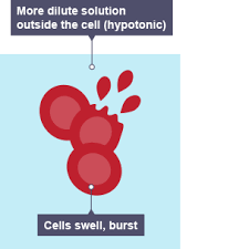 <p>As more water enters the cell, it swells and may eventually burst. </p>