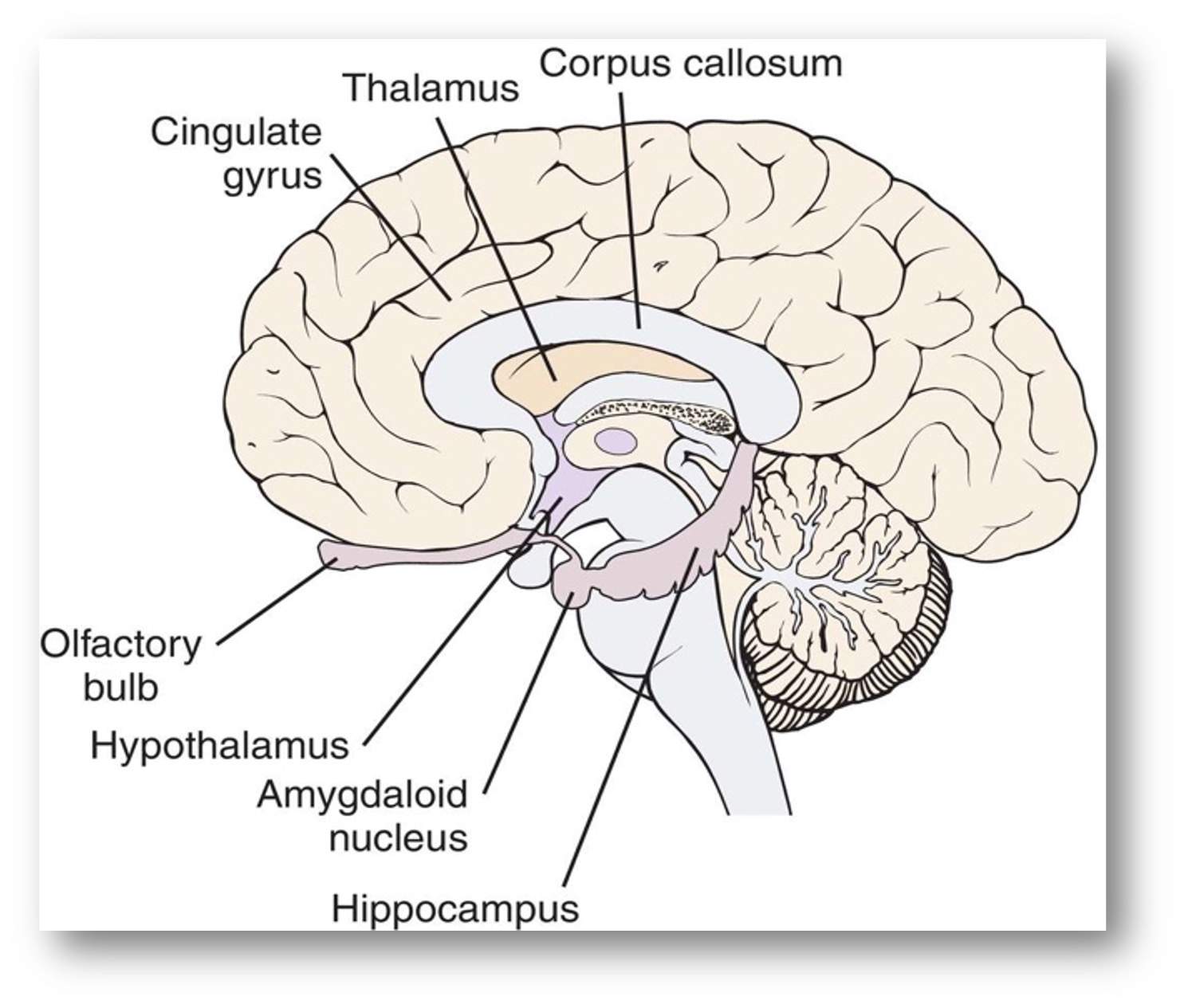 <p>these are components of the…</p>