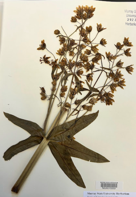 <p>Family + Genus?</p>