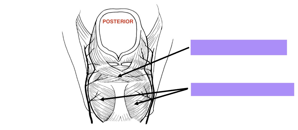 <p>name these laryngeal muscles</p>