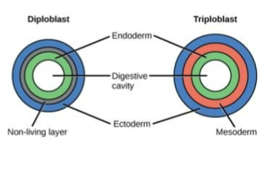 <ul><li><p>three germ layers: ectoderm, mesoderm, endoderm</p></li><li><p>bilateral symmetry</p></li><li><p>all other animals</p></li></ul><p></p>