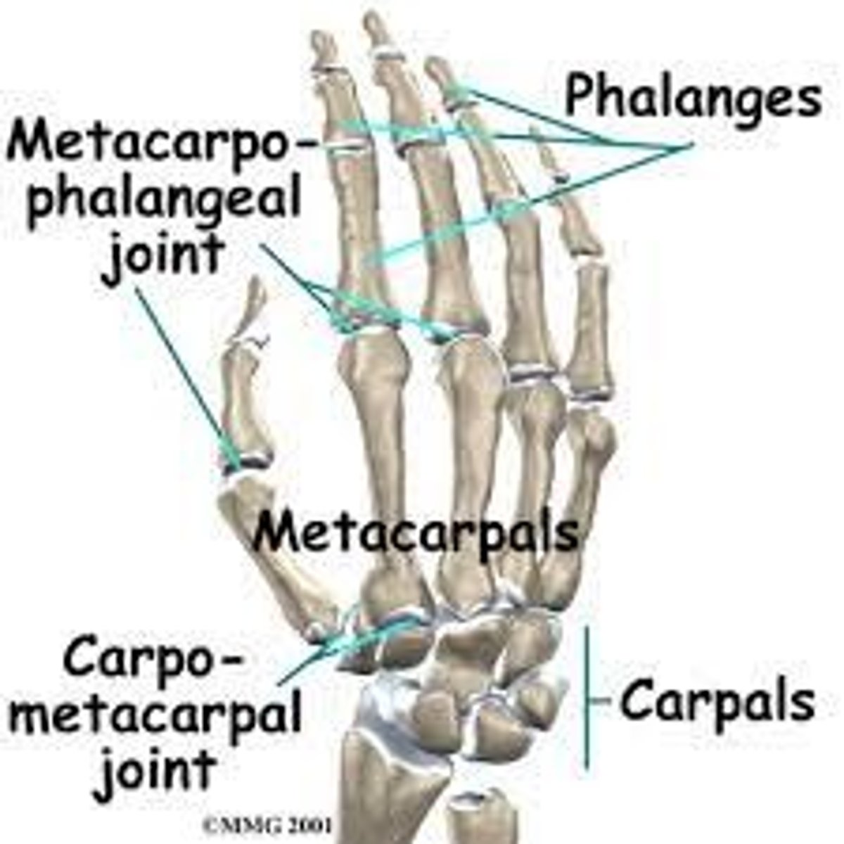 <p>Metacarpophalangeal joints</p><p>Carpometacarpal joints</p>