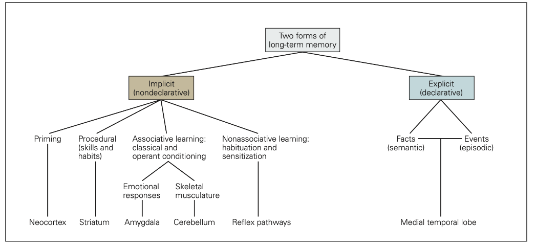 <ul><li><p>impliciet geheugen → onbewust, automatisch</p><ul><li><p>procedureel geheugen</p></li><li><p>priming</p></li><li><p>conditionering</p></li><li><p>habituatie</p></li><li><p>sensitisatie</p></li></ul></li><li><p>expliciet geheugen → bewust</p><ul><li><p>episodisch geheugen</p></li><li><p>semantische geheugen</p></li></ul></li></ul><p></p>