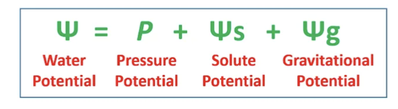 <ul><li><p>free energy</p><ul><li><p>high, low</p></li><li><p>negative</p></li></ul></li><li><p>water, pressure, solute, gravitational</p></li></ul><p></p>