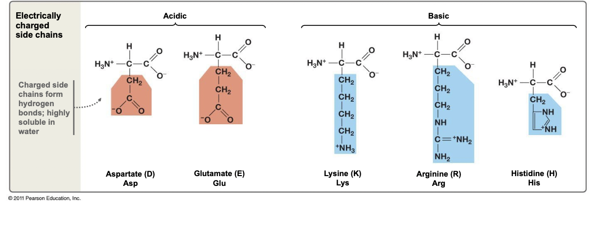 <ul><li><p>Has an atom with a formal charge</p></li><li><p>Can form ionic bonds in the interior of proteins</p></li><li><p>Forms H-bonds, thus very hydrophilic</p></li><li><p>Can have acidic (-FC) or basic properties (+FC)</p></li></ul>