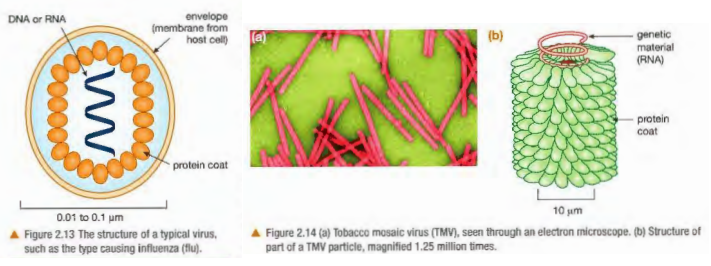 <ul><li><p><strong>Particles</strong> rather than cells, <strong>smaller </strong>than bacteria</p></li><li><p>Can only <strong>reproduce </strong>inside living cells - depends on another organism to grow + reproduce</p></li><li><p><strong>Infect all types </strong>of organism</p></li><li><p>Many <strong>shapes </strong>+ <strong>sizes</strong></p></li><li><p>No cellular structure - have <strong>protein coat</strong> around <strong>genetic material </strong>(either <strong>DNA </strong>or <strong>RNA</strong>)</p><p>e.g. <strong>Influenza, HIV, Tobacco mosaic</strong> (makes plant leaves discoloured by stopping them from producing chloroplasts)</p></li></ul>