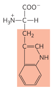 <p>Trp, W, aromatic </p>