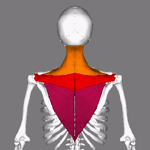 CN XI 

C3-C4 spinal nerves