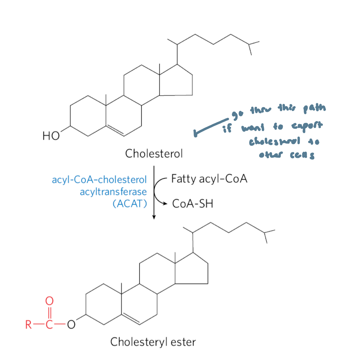 <ul><li><p>catalyzes the synthesis of cholesteryl esters in the liver</p></li><li><p>catalyzes the transfer of a fatty acid from coenzyme A to the hydroxyl group of cholesterol</p><ul><li><p>this converts cholesterol into a more hydrophobic form that isn’t sufficiently amphipathic anymore to function appropriately in membranes</p></li></ul></li><li><p>cholesteryl esters are transported in secreted lipoprotein particles to other tissues that use cholesterol, or are stored in the liver in lipid droplets</p></li></ul><p></p>