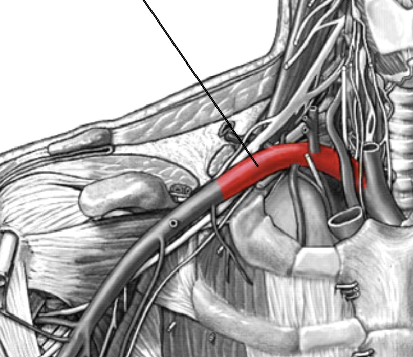 <p>Which arteries:</p><ul><li><p>Branch off from brachiocephalic</p></li><li><p>Lateral to right common carotid</p></li></ul><p></p>