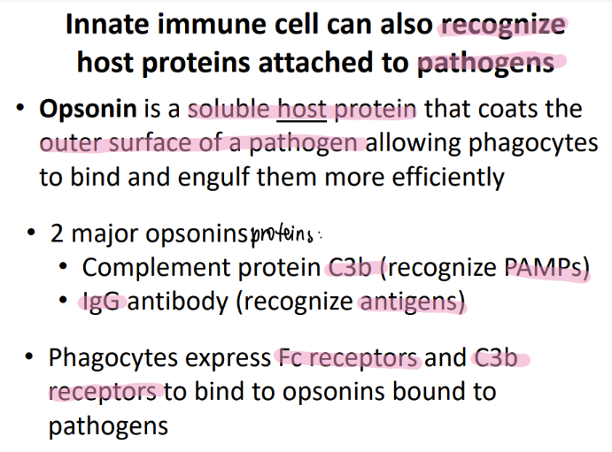 <p>complement protein C3b (binds to PAMPs, aids in recog)</p><p>IgG = actual antibody = (aids in recog antigens)</p>