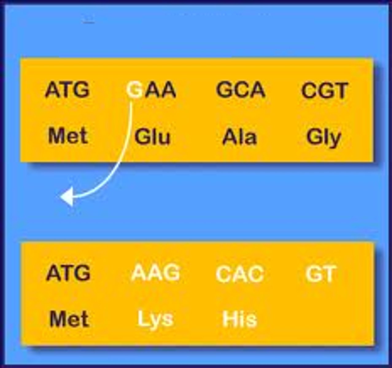 <p>nucleotide changed in a codon = missense or nonsense mutation</p><p>- expressed mutations</p>