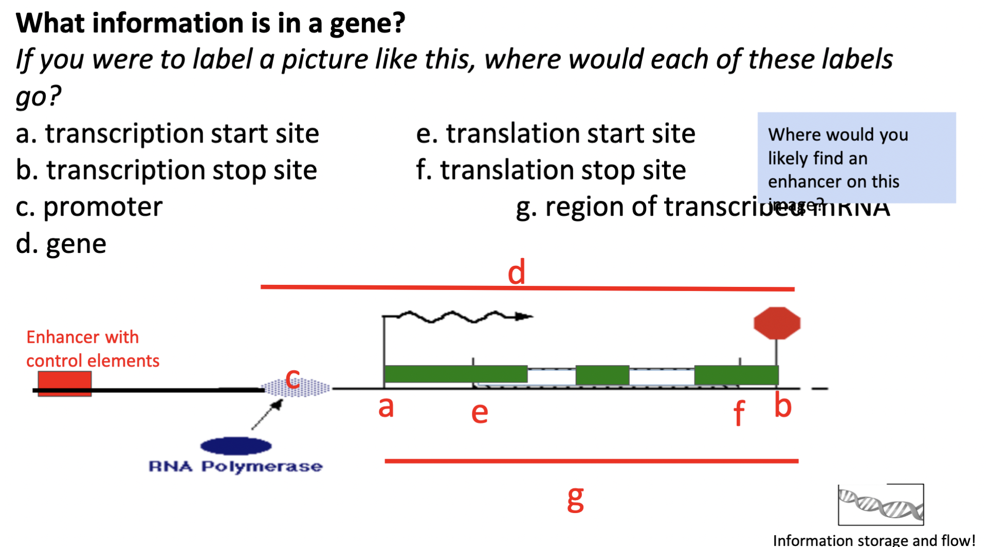 (green region = exons; white region bwn green = introns; red = enhancer) 