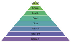 species, genus, family, order, class, phylum, kingdom, domain.

"Dear King Philip Came Over For Good Soup"