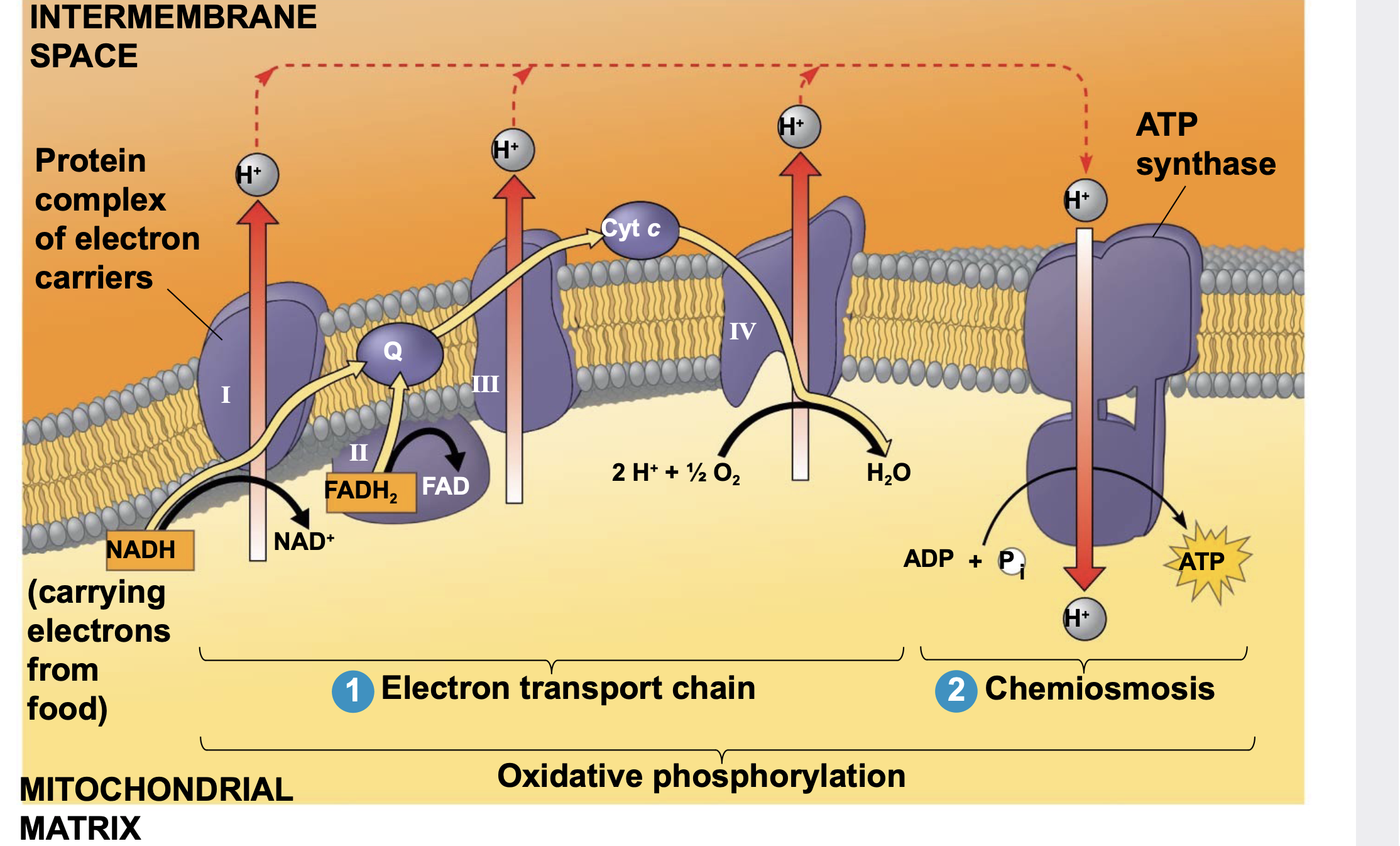 .Electron transfer in the electron transport chain causes proteins to pump H+ from the mitochondrial matrix into the intermembrane space \n .H+ then moves back across the membrane, passing through the enzyme ATP synthase \n .ATP synthase uses energy from the flow of H+ to produce ATP \n This is an example of chemiosmosis, the use of energy in a H+ gradient to drive cellular work