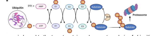 <p>added to a single protein substrate</p><ul><li><p>E3 can remain bound to target protein and generate a chain of ubiquitin molecules</p></li><li><p>E3 can dissociate after the <strong>first</strong> ubiquitin addition and a chain can be extended by another E2/E3 pair</p></li><li><p>ubiquitin can be added onto any of the <u>7 Lys</u> or the <u>N-terminus</u> of the previous ubiquitin</p></li><li><p>a chain of 4+ ubiquitin molecules linked via <strong>Lys 48</strong> = especially effective signal for protein degradation</p></li></ul><p></p>