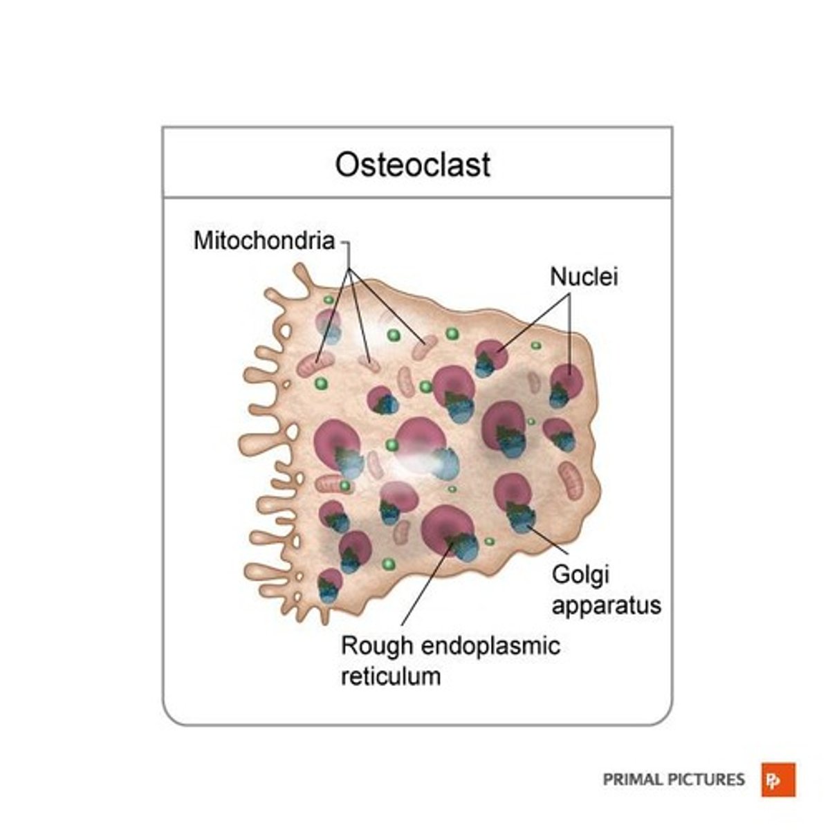 <p>Bone-destroying cells that resorb bone tissue.</p>