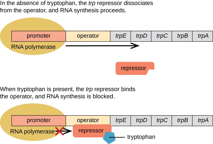 <p>binding of effector to repressor helps it bind to operator, stopping transcription- enzyme synthesised when substrate is not present</p>