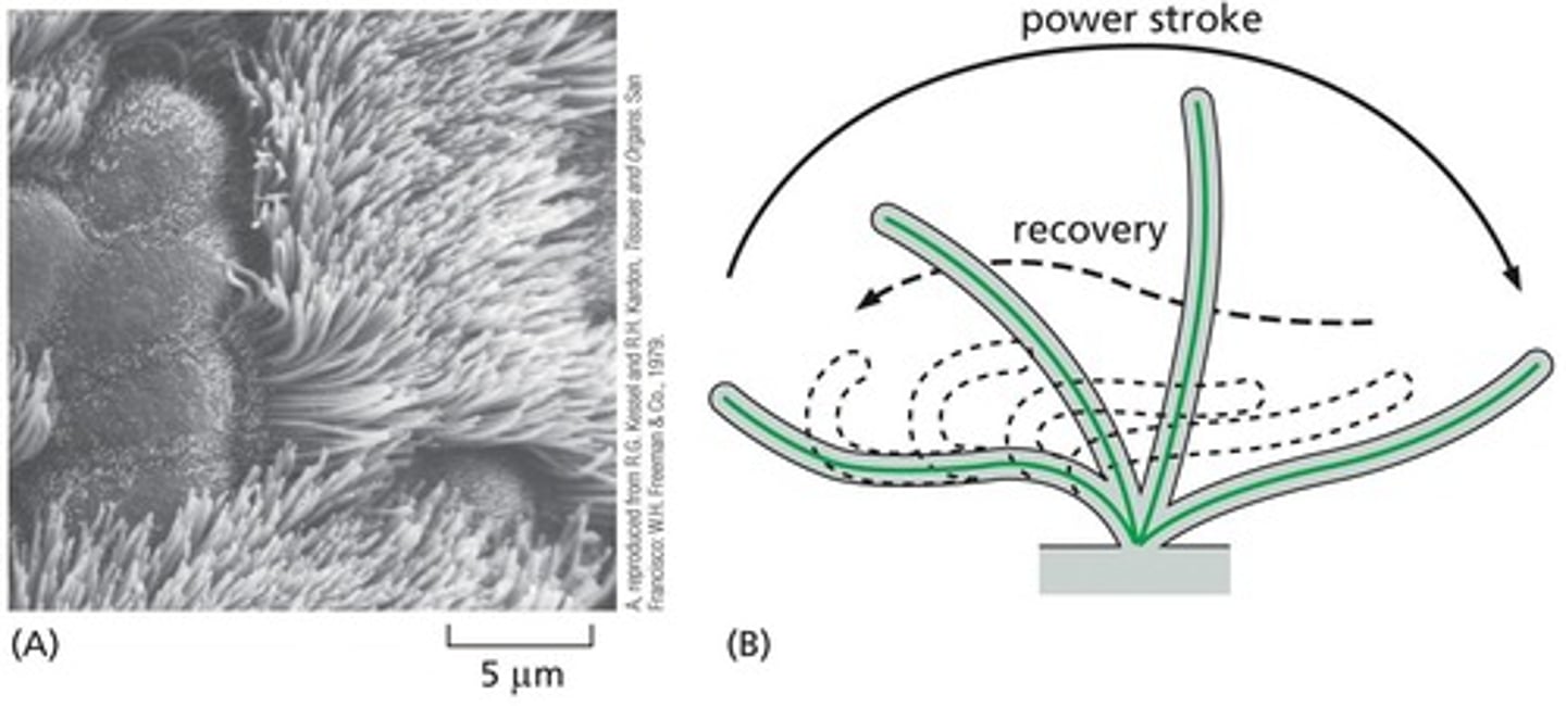 <p> They are composed of microtubules arranged in a specific pattern, allowing for movement.</p>
