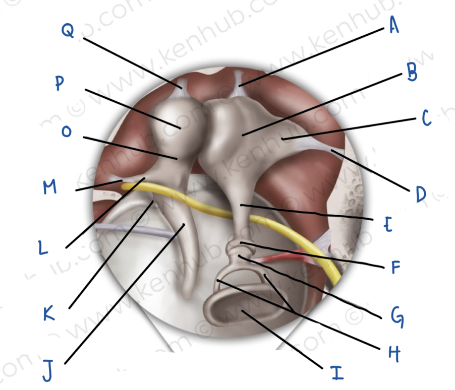 <p>Name the middle ear structure labeled I</p>