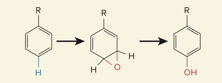 <p>Fármacos que sufren <strong>reacciones de oxidación: Hidroxilación aromática </strong>en su metabolismo:</p>
