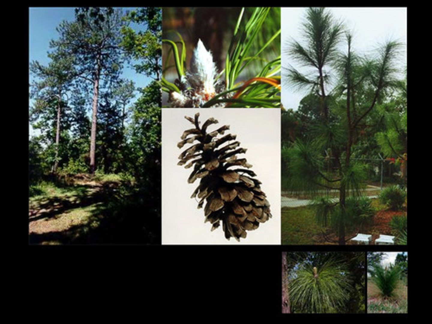 <p>8-18 inch long fascicles in groups of 3, dense round tufts at the end of branches</p><p>cones 6-10 inches</p><p>bark scaly and thick with flat plates</p><p>silvery buds</p>