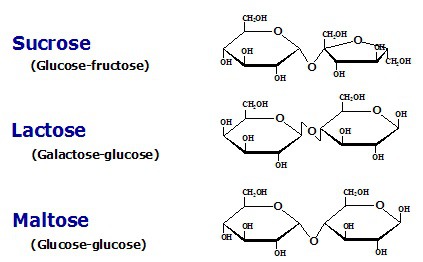 ~ A molecule that is made up of two monosaccharides