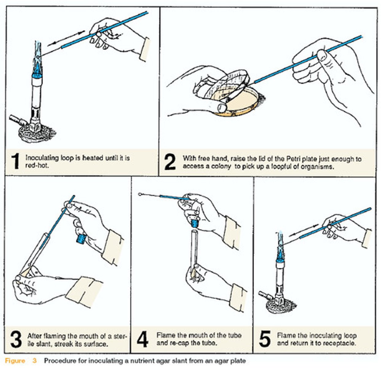 <p>1. Wash hands with soap and disinfect surfaces → kill microbes and prevent contamination<br> 2. Sterilise pipette / spreader / boil agar growth medium → kill microbes and prevent contamination<br> 3. Flame neck of bottle of bacteria → kill microbes and prevent contamination <br>4. Keep Bunsen burner close → upward current of air draws air-borne microbes away to prevent contamination <br>5. Lift lid of petri dish slightly / minimise opening → prevent entry of microbes and contamination</p>