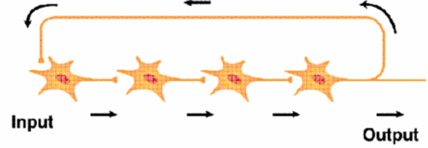 <p>neural circuit - homeostasis; balance; biofeedback</p>