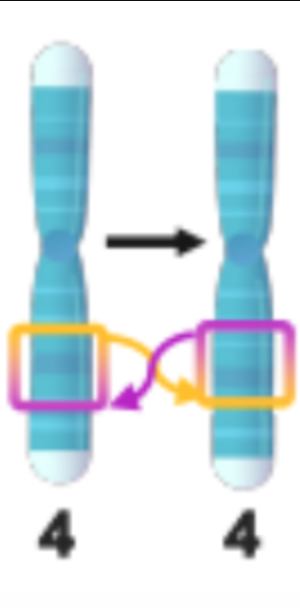 <p>A chromosome segment is rearranged in the reverse of its original orientation.</p>