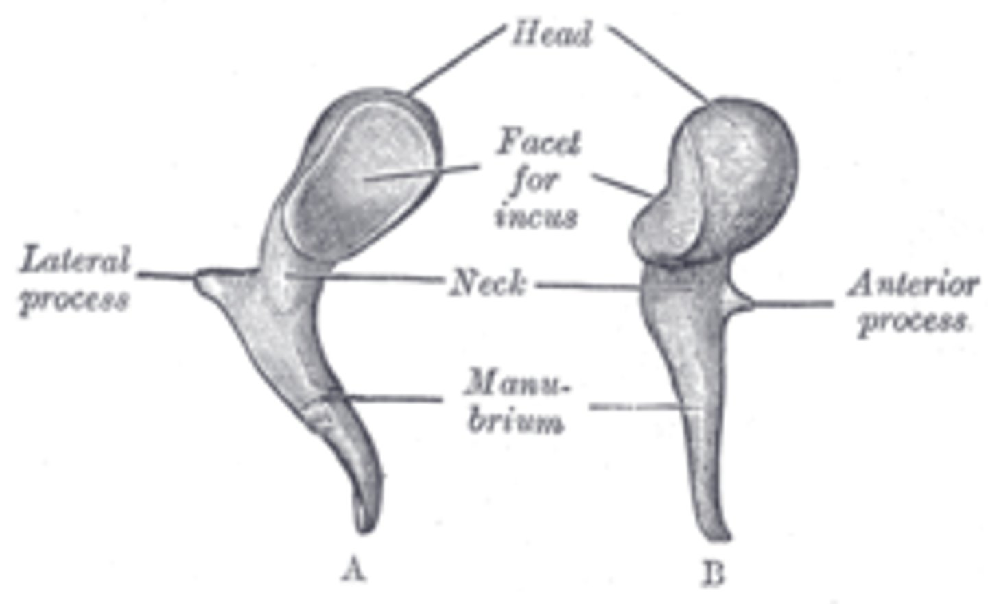 <p>protrusion from the base of the malleus's handle that attaches to the upper portion of the tympanic membrane</p>