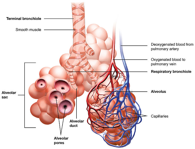 <ul><li><p>tiny, thin-walled sacs surrounded by capillaries </p></li><li><p>sacs lined with fluid: contains <span style="color: blue">surfactant</span></p></li><li><p><u>external respiration</u>: in alveoli </p><ul><li><p><span style="color: red">oxygen and carbon dioxide exchanged between blood and air</span></p></li></ul></li></ul>