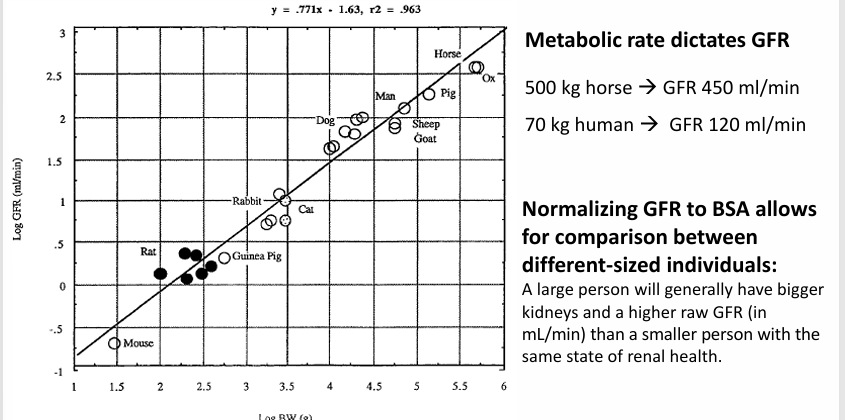 <p>-body surface area (BSA)</p>