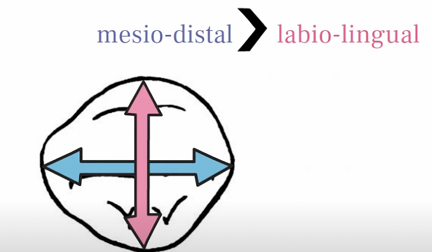 <p>narrower mesiodistally than the central but same thickness labiolingually, shaped more like a diamond </p>