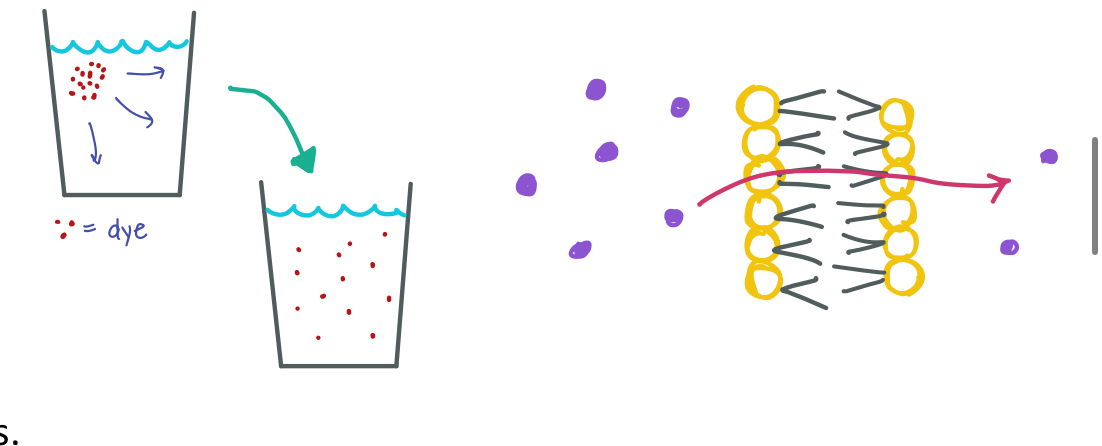 <p>Diffusion is the passive movement of molecules from high to low concentration. The goal is to reach equilibrium! (Movement of molecules is random)</p>