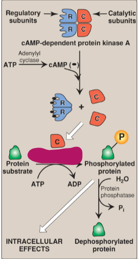 <p>Label the actions of cyclic adenosine monophosphate.</p>