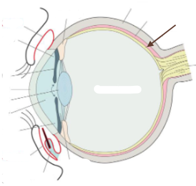 term image
