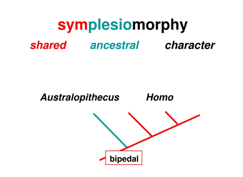 <p>shared ancestral characteristics</p>