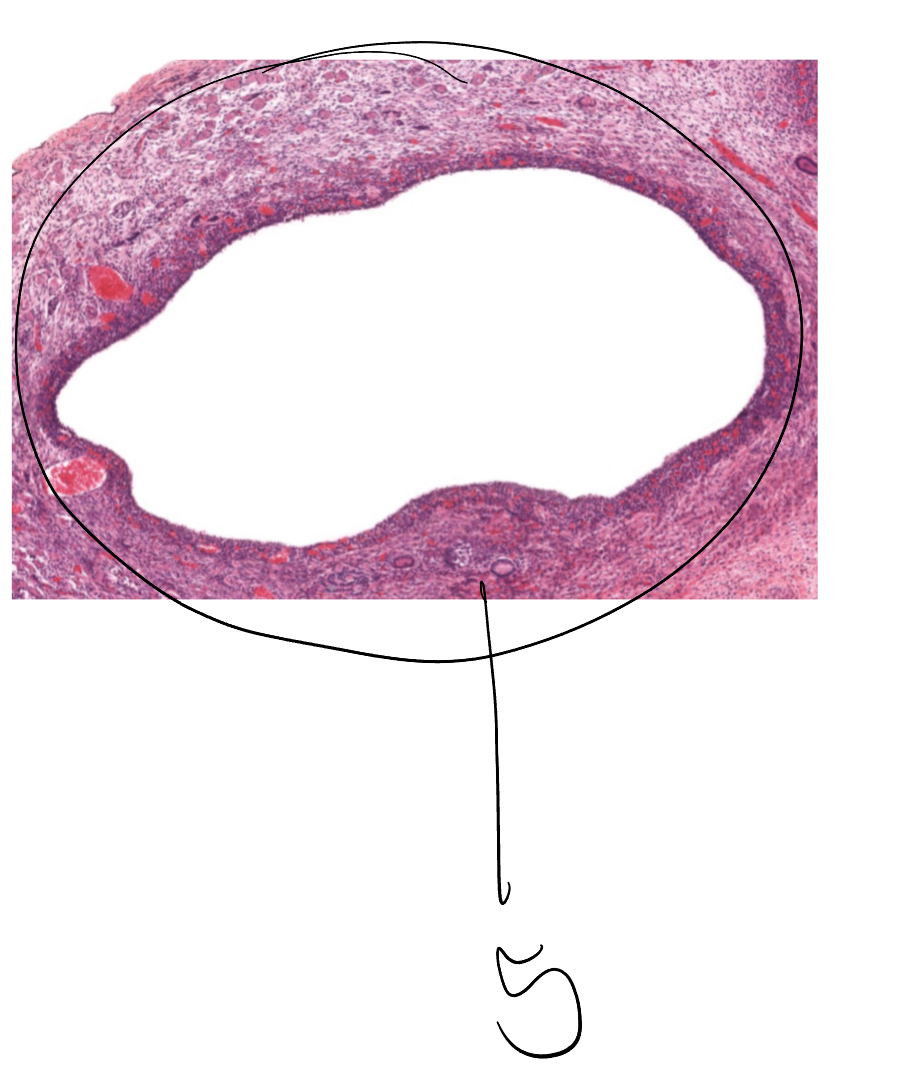 <p>5</p>