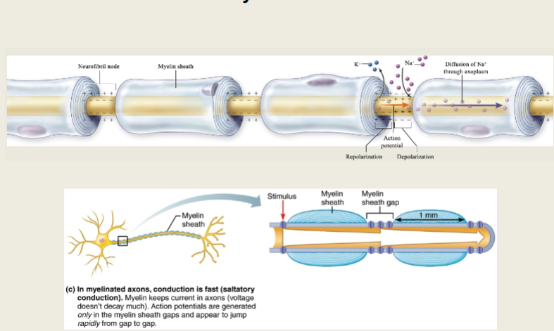 <p>Less energy expended by Na+/K+ pump to resent RMP</p><p>increased conduction speed</p><p>smaller axon diameters</p><p>*allows people to have small diameter axons with rapid APs, rather than space consuming large diameter axons&nbsp;</p>