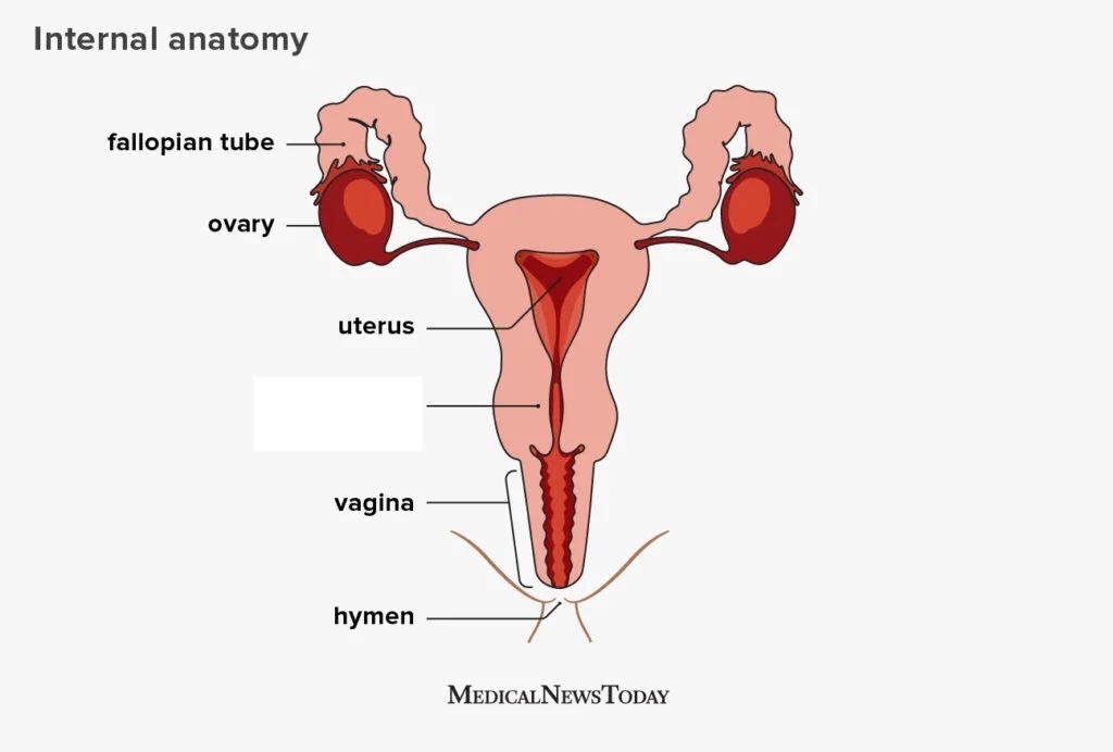<p>Separates the UTERUS from the VAGINA</p>