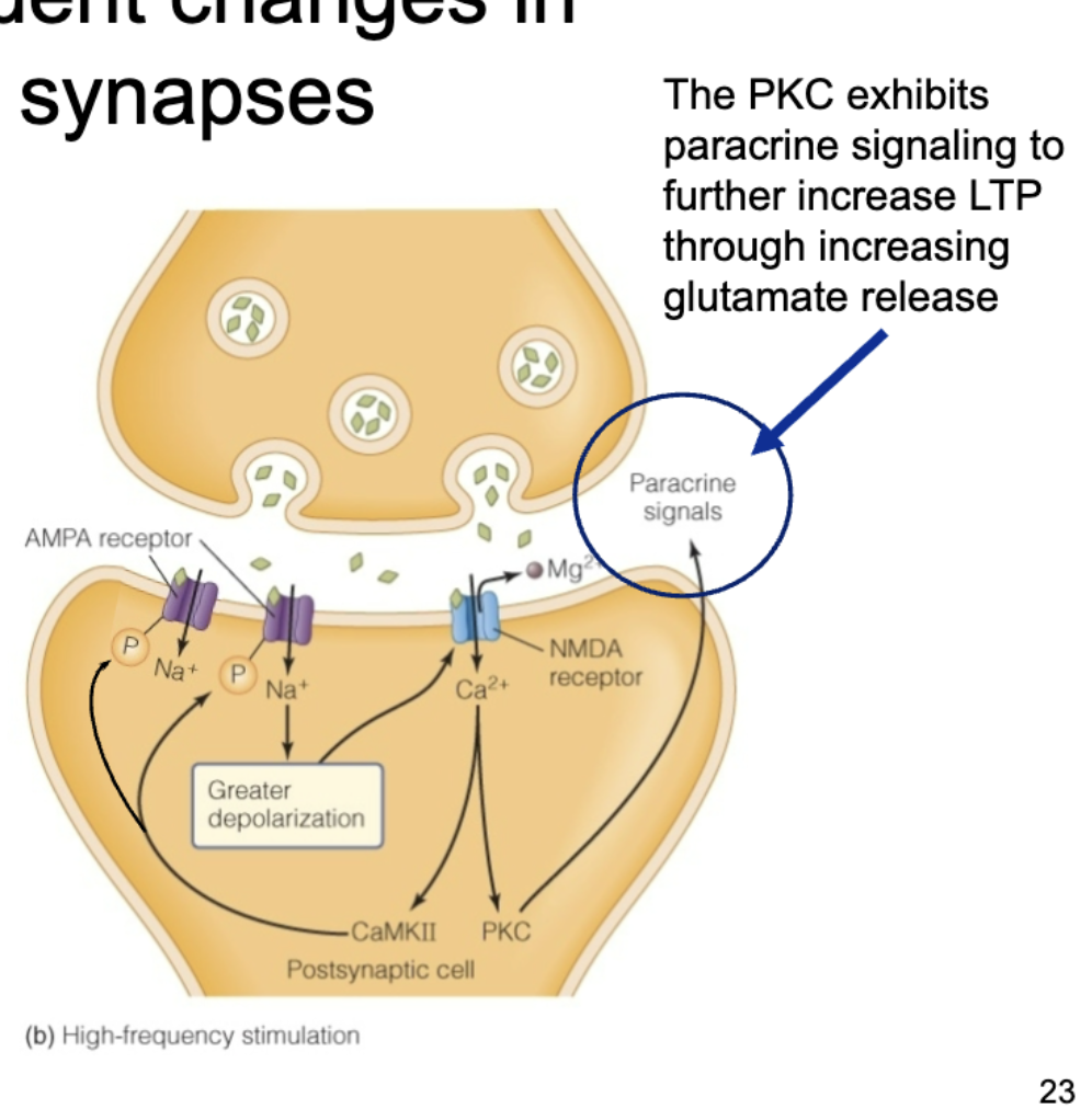 <ul><li><p><mark data-color="red" style="background-color: red; color: inherit;">AMPA</mark></p><ul><li><p>Still receives ligand (glutamate), opens, allows Na+ in, greater Depolarization</p></li><li><p>Greater depolarization ejects Mg2+ from the NMDA receptor</p></li></ul></li><li><p><mark data-color="blue" style="background-color: blue; color: inherit;">NMDA</mark> </p><ul><li><p>No more Mg2+ blocking</p></li><li><p>Ligand once again binds to receptor</p></li><li><p>No Mg2+ present this time, so Ca2+ can pass through</p></li><li><p>Ca2+ affects <strong><mark data-color="yellow" style="background-color: yellow; color: inherit;">CAM-MK2</mark></strong> → phosphorylates <mark data-color="red" style="background-color: red; color: inherit;">AMPA</mark> receptor, opening it more (more Na+ in, more depolarization)</p><ul><li><p>CAM-MK2 → leads to more active <mark data-color="red" style="background-color: red; color: inherit;">AMPA</mark> receptors and more <mark data-color="red" style="background-color: red; color: inherit;">AMPA</mark> insertion</p></li></ul></li><li><p><strong><mark data-color="yellow" style="background-color: yellow; color: inherit;">PKC</mark></strong> exhibits paracrine signaling, causing pre-synaptic neuron to release more glutamate = more +</p></li></ul></li><li><p><mark data-color="purple" style="background-color: purple; color: inherit;">More Na+ enters which causes Ca2+ enters = more positive = POSITIVE FEEDBACK</mark></p></li><li><p><mark data-color="purple" style="background-color: purple; color: inherit;">AMPA phosphorylated = More + = more AMPA receptors = More + = POSITIVE FEEDBACK</mark></p></li><li><p><strong><mark data-color="#ffffff" style="background-color: rgb(255, 255, 255); color: inherit;">Thought to be involved in memory production</mark></strong></p></li></ul><p></p>