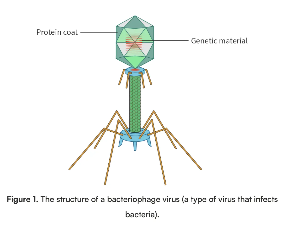<ul><li><p>They have a protein coat that surrounds genetic material (DNA or RNA)</p></li><li><p>They reproduce by inserting their genetic material into the host cell and using the material of the host cells to make more viruses</p></li><li><p>They are not living organisms because:</p><ul><li><p>Not made of cells</p></li><li><p>Don’t have cell membrane or cytoplasm</p></li><li><p>Don’t have seven characteristics of living organisms (MRS GREN)</p></li></ul></li></ul><p></p>