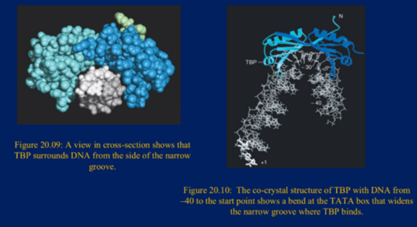 <p>-TBP binds to the TATA box in the minor groove of DNA</p><p>-It forms a saddle around the DNA and bends it by ~80°</p>
