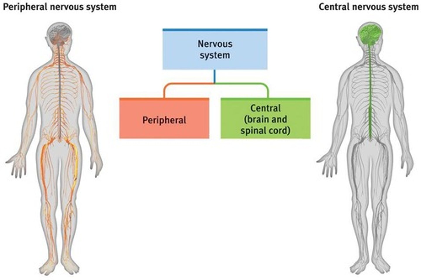 <p>Peripheral Nervous System (PNS) and Central Nervous System (CNS)</p>