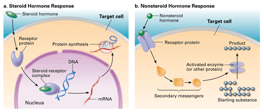 <p>Steroid hormones:</p><ul><li><p>intracellular receptor (inside cell; in cytoplasm or nucleus)</p></li><li><p>directly influence gene expression and protein synthesis</p></li><li><p>long-lasting</p></li></ul><p></p><p>Non-steroid hormones:</p><ul><li><p>bind to receptors on the cell surface (extracellular receptors)</p></li><li><p>they activate second messenger systems inside the cell; leading to a cascade of cellular responses</p></li><li><p>basically, act through second messengers</p></li><li><p>fast</p></li></ul><p></p><p>Amine hormones:</p><ul><li><p>Receptors in membrane or inside cell (can act as water-soluble or lipid-soluble hormones)</p></li></ul><p></p>